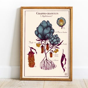 Affiche illustrée Grappis Granulus