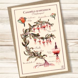 Carte "Canopeus-suspendeum""